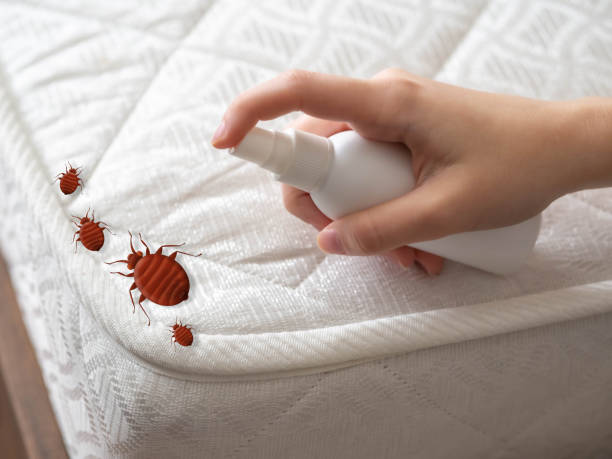 Best Emergency Pest Control  in Chino Hills, CA
