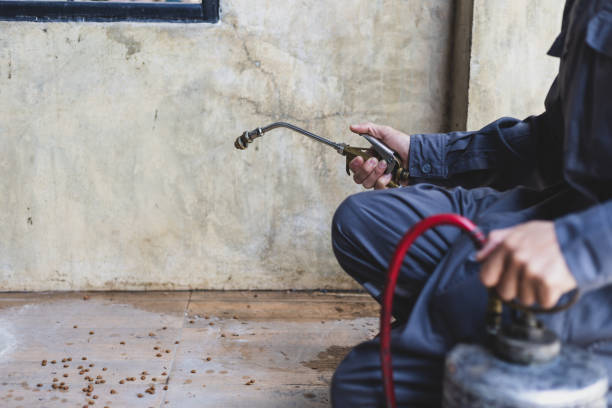 Best Termite Control Services  in Chino Hills, CA